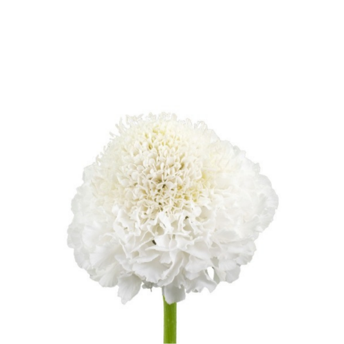 Scabiosa White