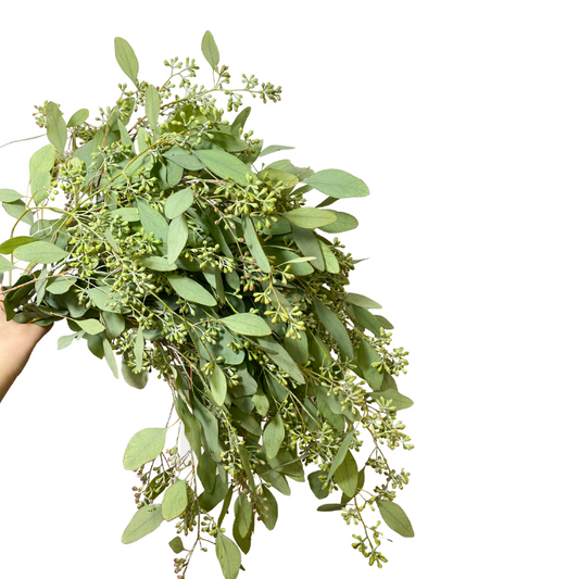 Greenery Eucalyptus Seeded
