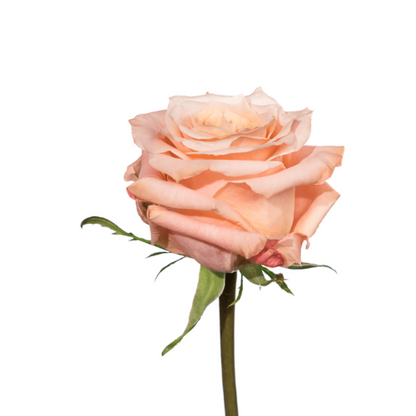 Peach Rose