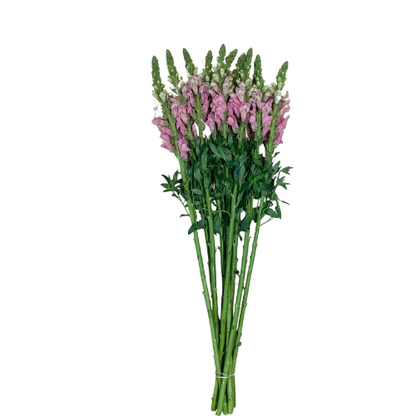 Snapdragon Pink