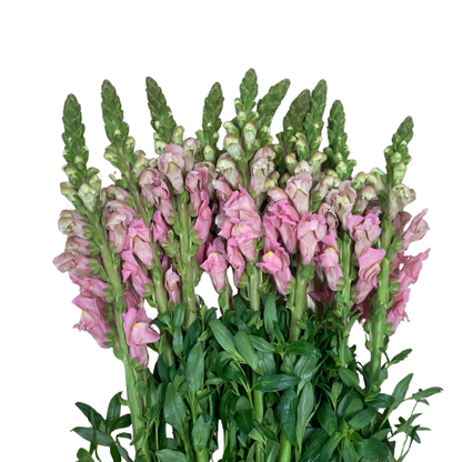 Snapdragon Pink