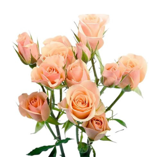 Spray Rose Ilse Pink