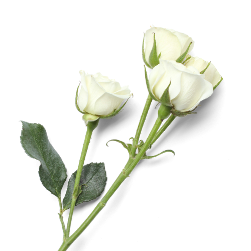 Spray Roses White