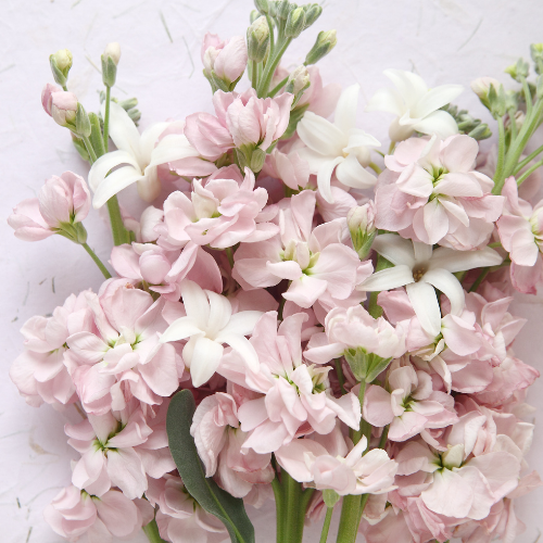 Stock Pink