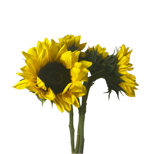 Sunflower Med 5 stems