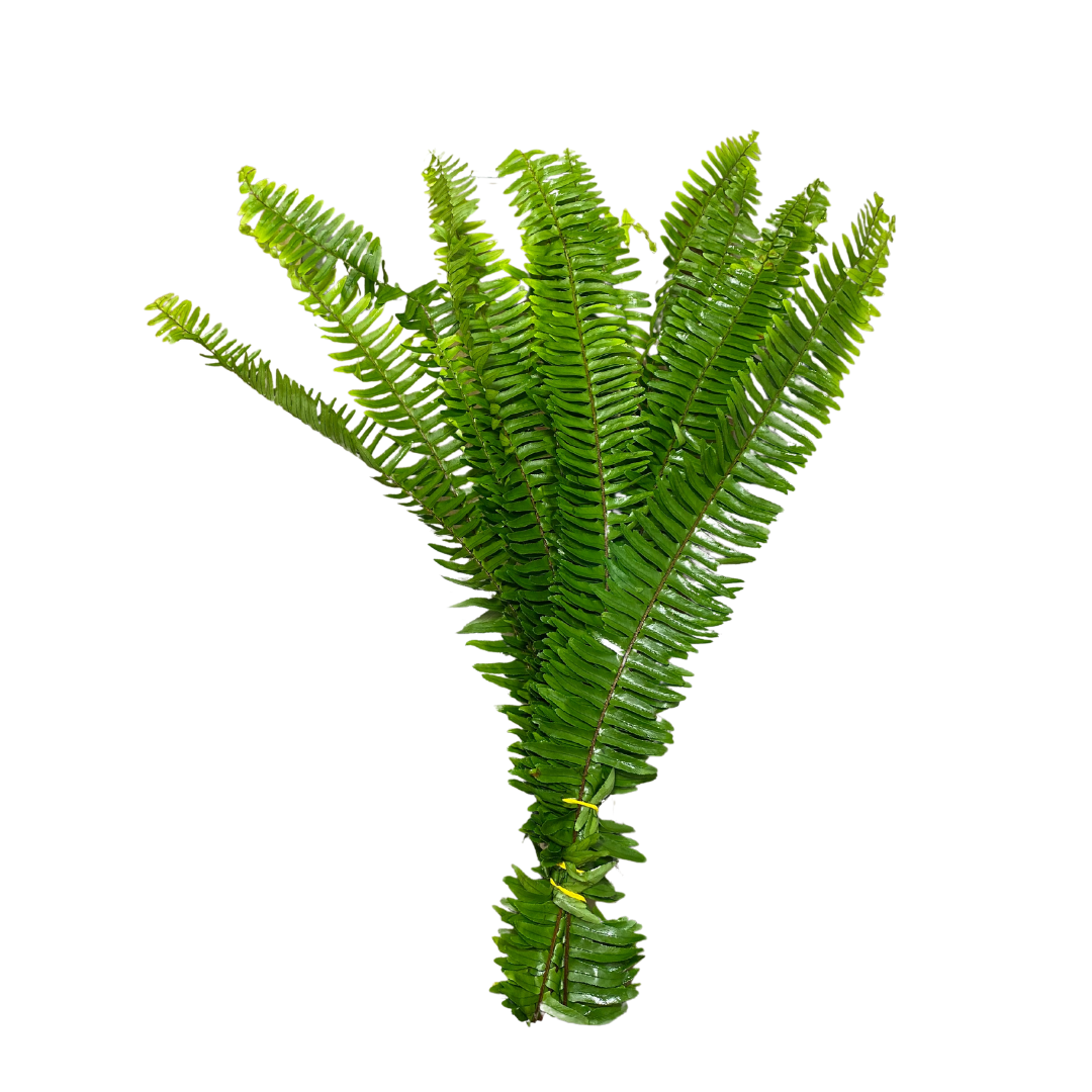 Greenery Sword Fern