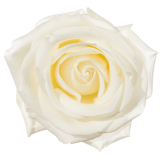 Rose Tibet White