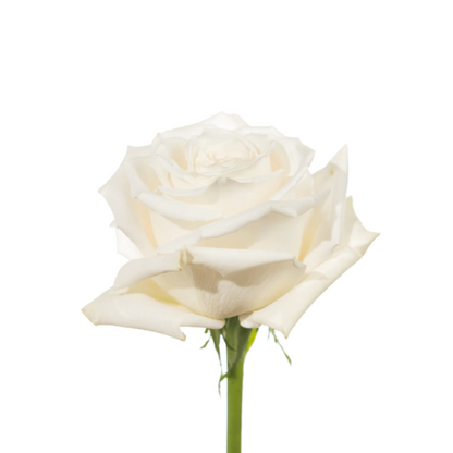 White Roses Tibet