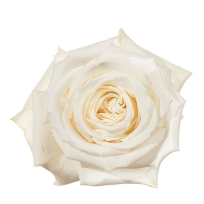 White Roses Tibet