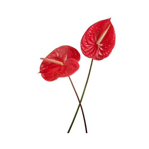 Anthurium Red
