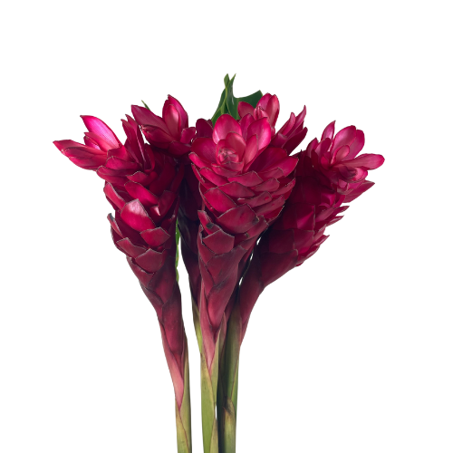 Tropical Ginger Red  *Seasonal*