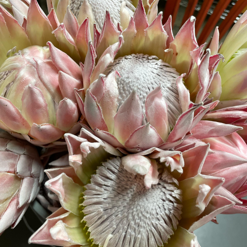 Tropical Protea King