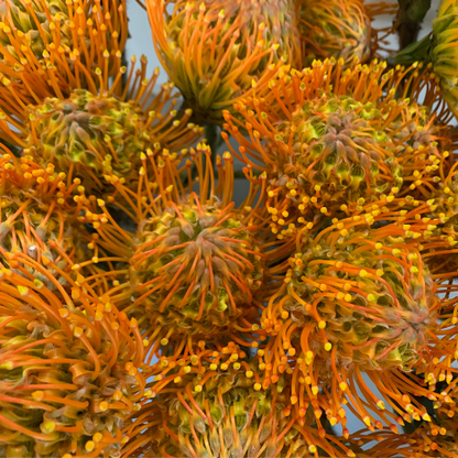 Tropical Protea Pin Cushion Yellow