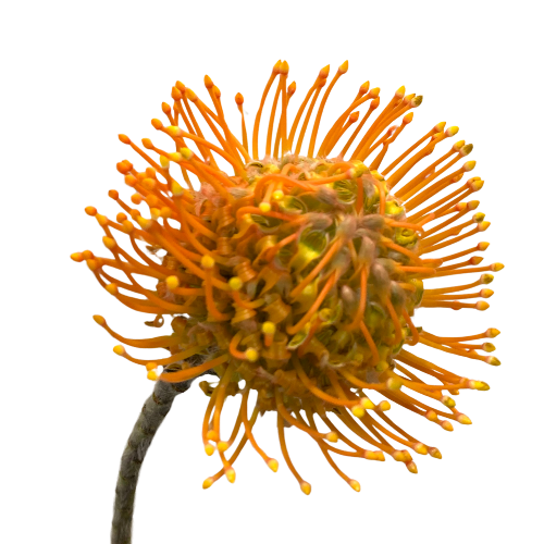 Tropical Protea Pin Cushion Yellow