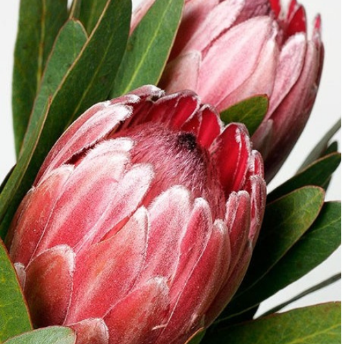 Tropical  Protea Pink Ice