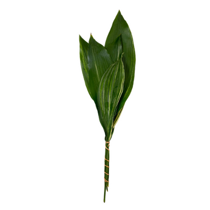 Greenery Aspidistra Variegated