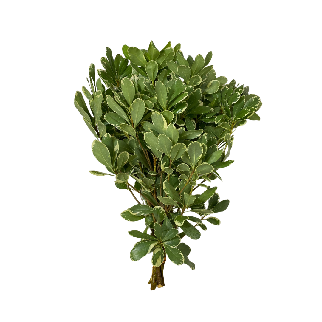 Greenery Pittosporum  Variegated