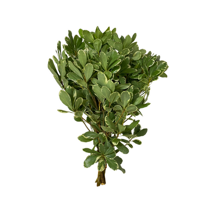 Greenery Pittosporum  Variegated
