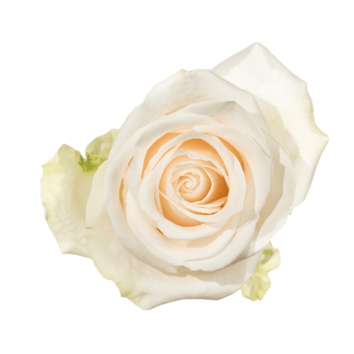 Medium Head Ivory Vendela