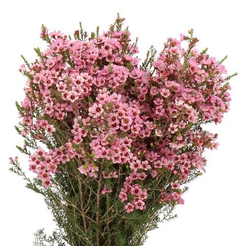 Waxflower Pink