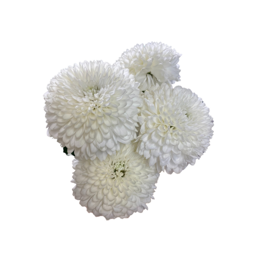 White Ball Disbud 5 stems