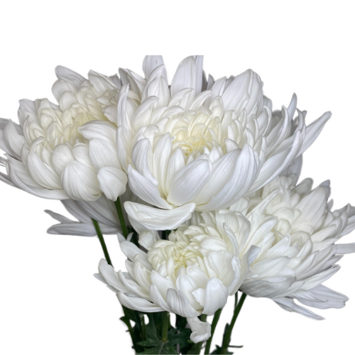 White Cremon Disbud 10 stems
