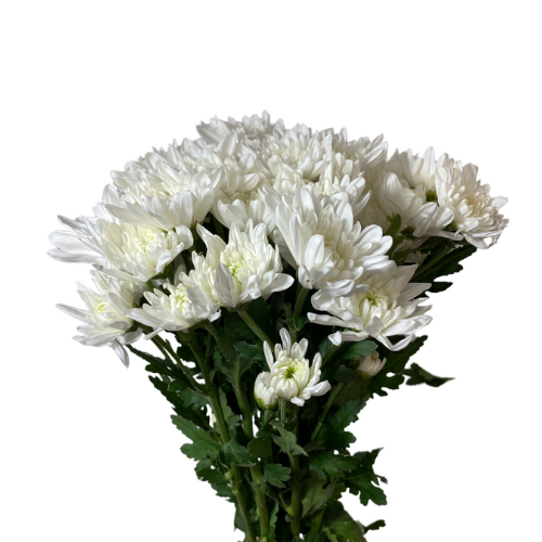 White Cushion 7 stems