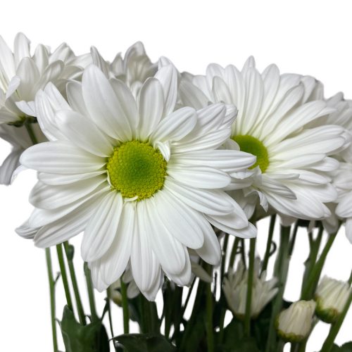 White Daisy