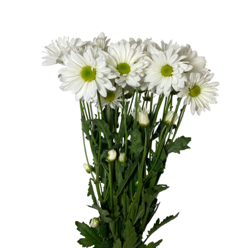 White Daisy