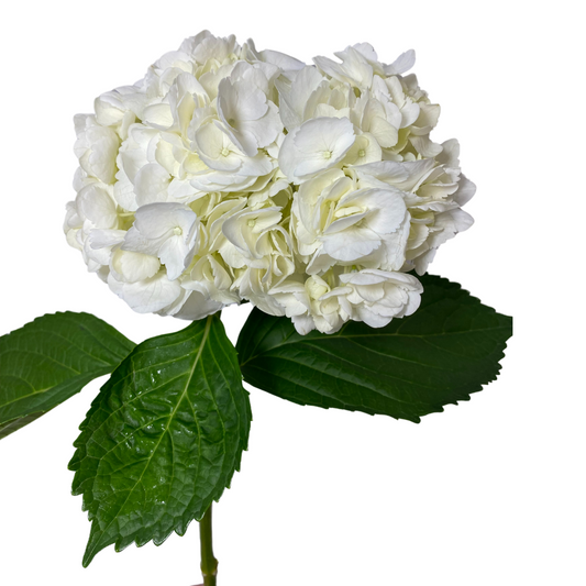 White Hydrangea