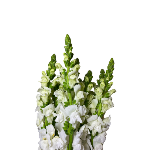 White Snapdragon