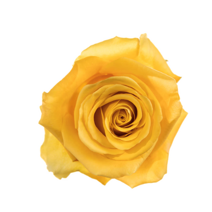 Yellow Rose