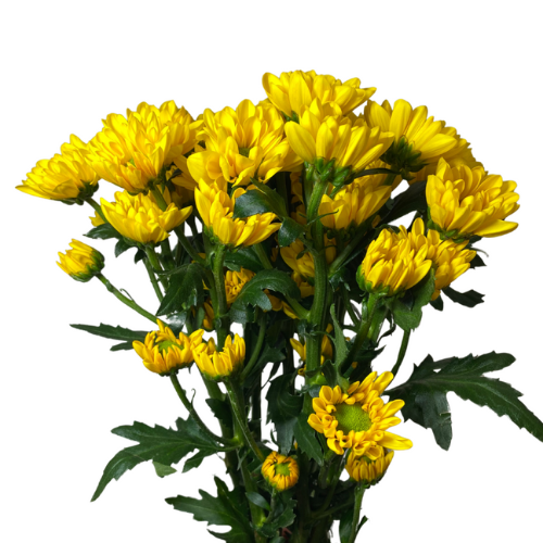 Yellow Daisy