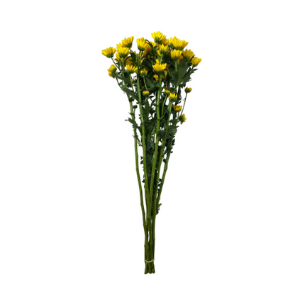 Yellow Daisy