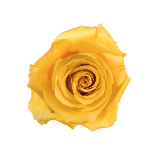 Rose Yellow