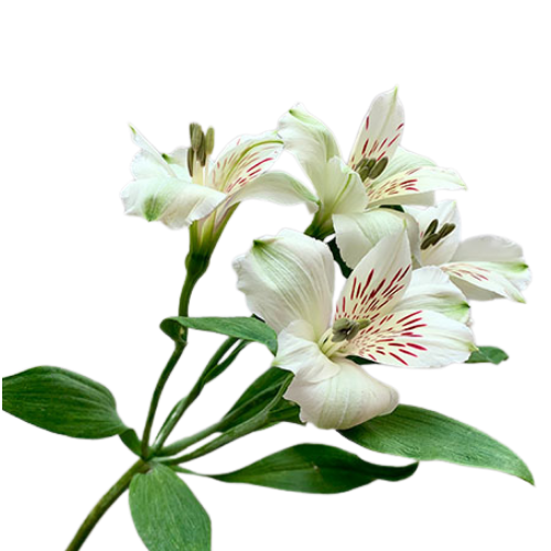 Alstromeria White