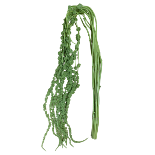 Amaranthus Hanging Green