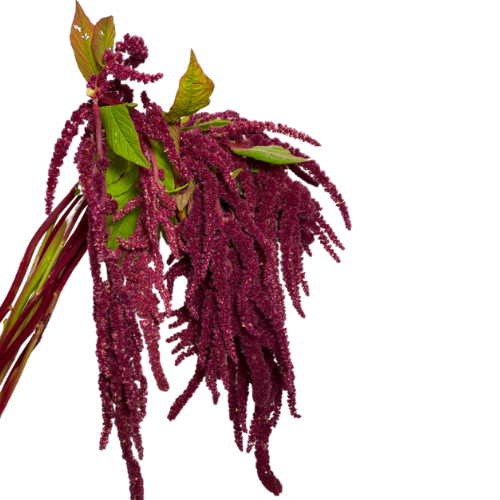 Amaranthus Hanging Red