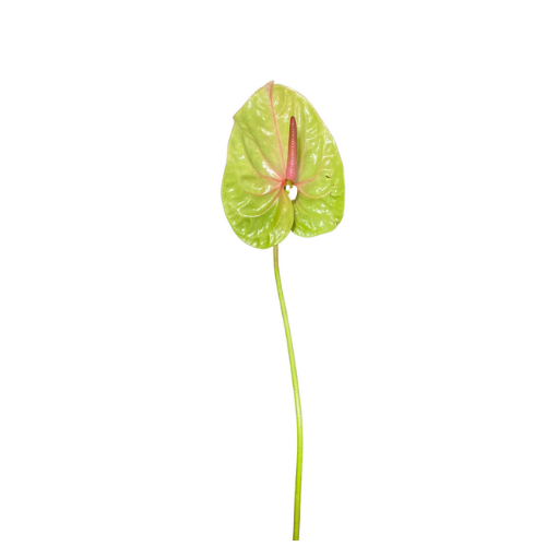 Anthurium Pistachio