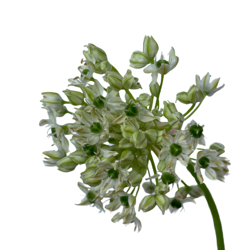Astrantia White