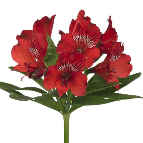 Alstromeria Red