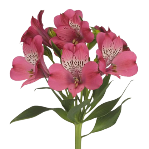 Alstromeria Pink