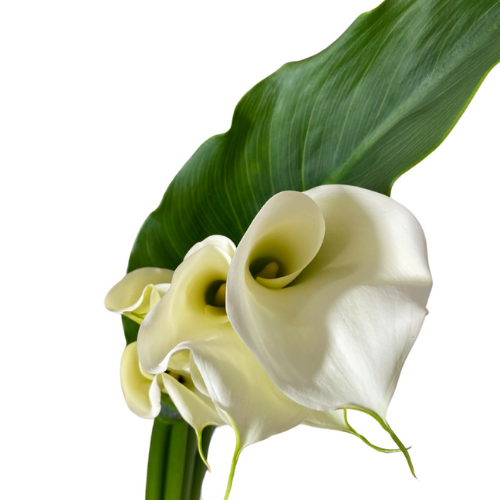 Calla Lilly Open Cut White
