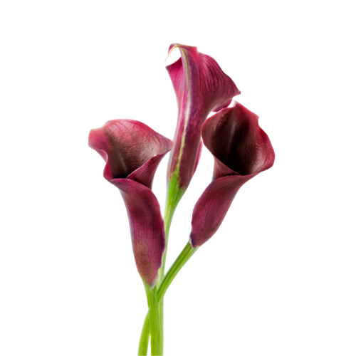 Calla Minicalla Burgundy