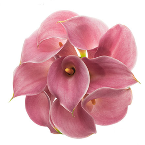 Calla Minicalla Light Pink