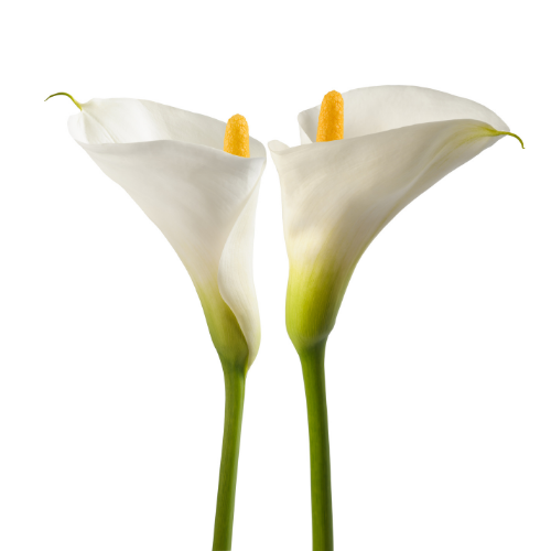 Calla minicalla White