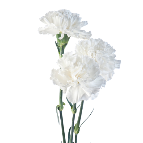 Carnations White