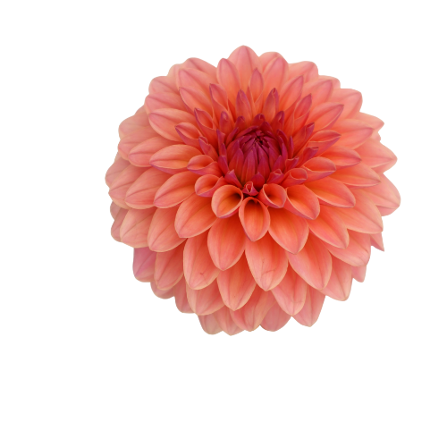 Dahlia Coral