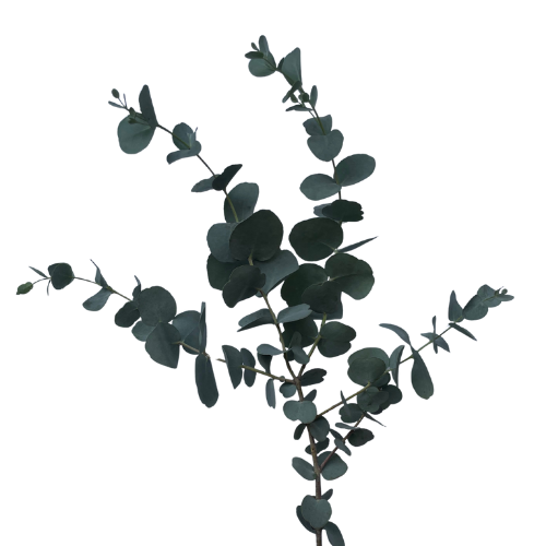 Baby Blue Spiral Eucalyptus
