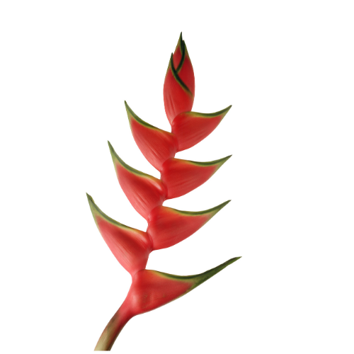 Tropical Heliconia Red
